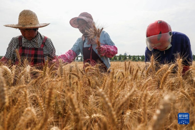 Galeria: agricultores chineses ficam ocupados com a colheita do trigo