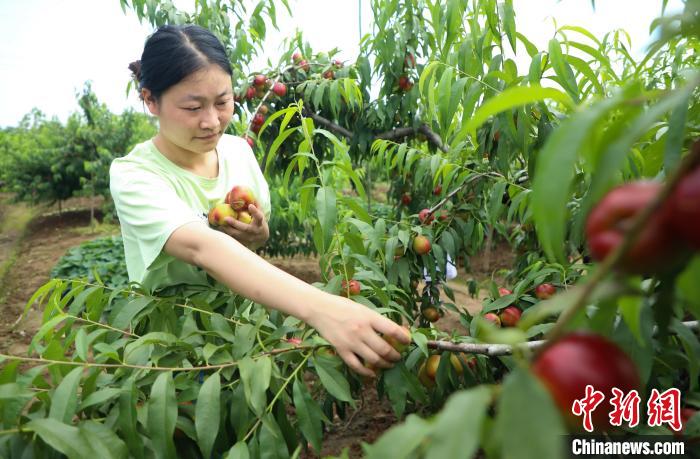 Província de Anhui inicia período de colheita de nectarinas