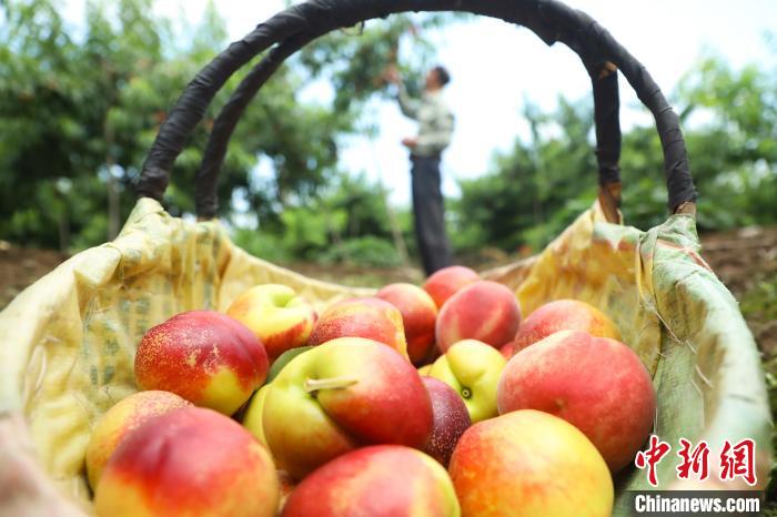 Província de Anhui inicia período de colheita de nectarinas