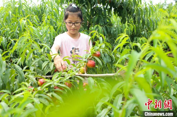 Província de Anhui inicia período de colheita de nectarinas