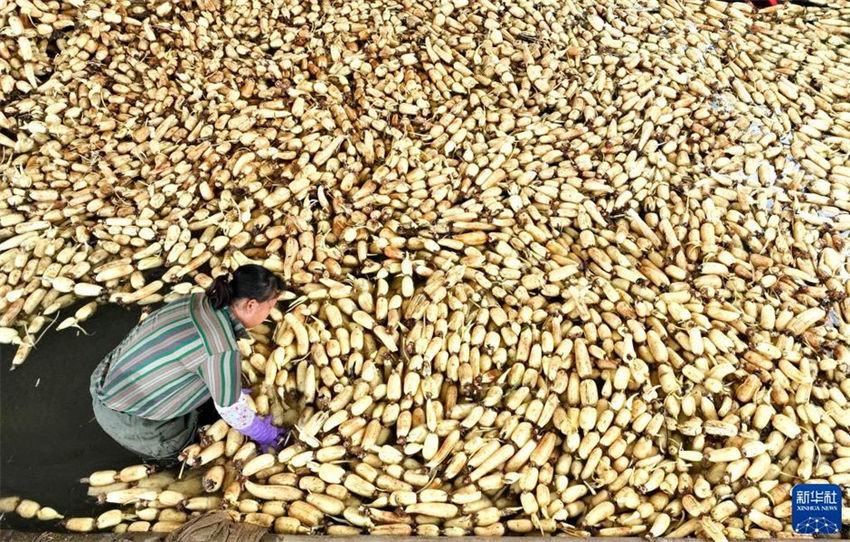 Agricultores realizam colheita de raízes de lótus no sul da China