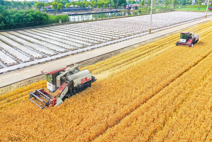 Galeria: colheita de trigo inicia no leste da China