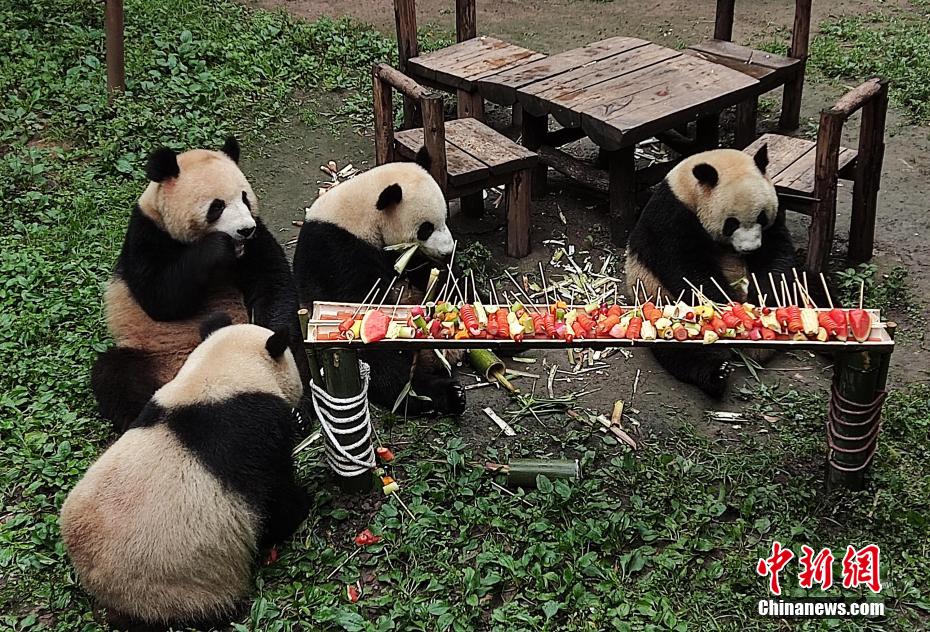 Pandas desfrutam de 