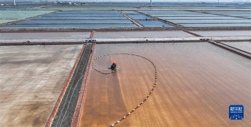 Colheita de verão é realizada em campo de sal no norte da China