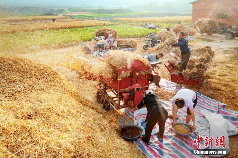 Galeria: Rizhao inicia temporada da colheita do trigo