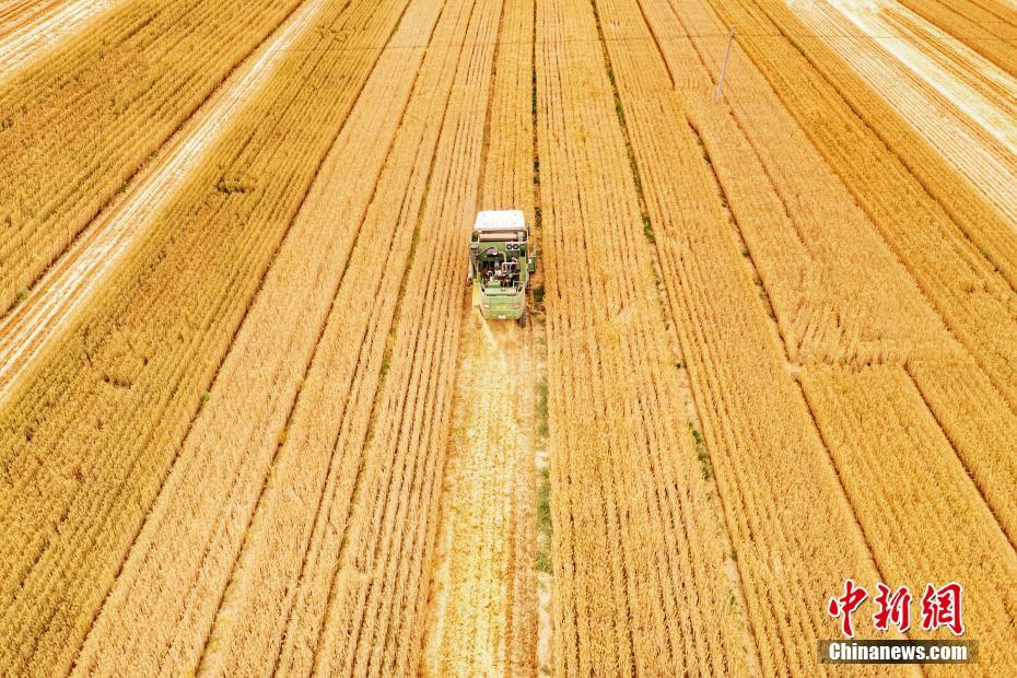 Galeria: Rizhao inicia temporada da colheita do trigo