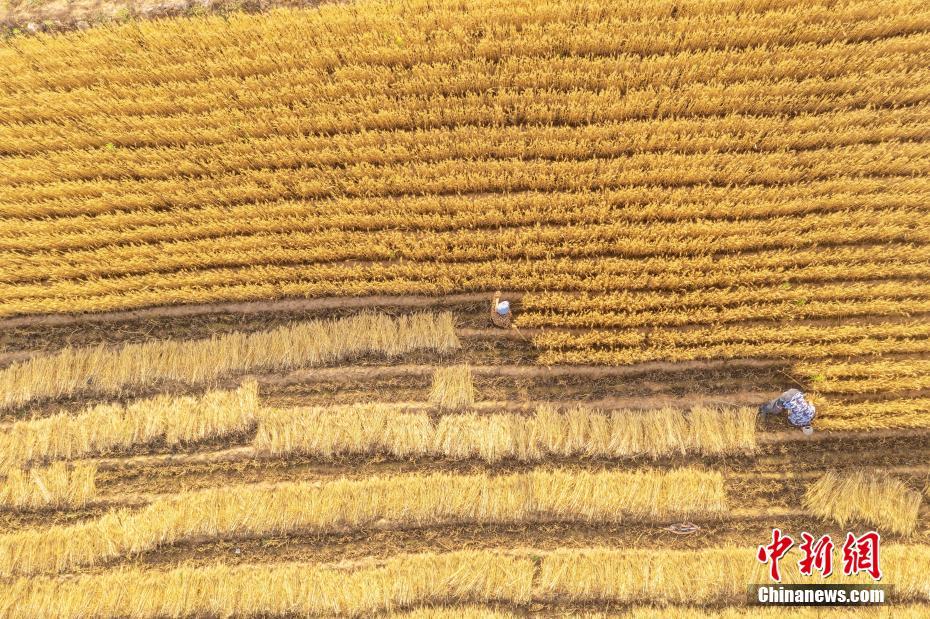 Galeria: Rizhao inicia temporada da colheita do trigo