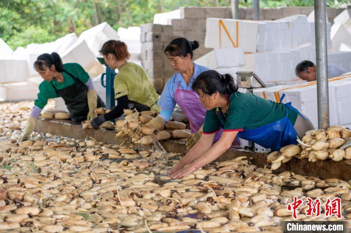 Cidade de raízes de lótus recebe temporada de colheita, no sul da China