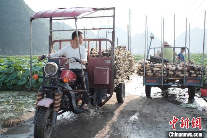 Cidade de raízes de lótus recebe temporada de colheita, no sul da China