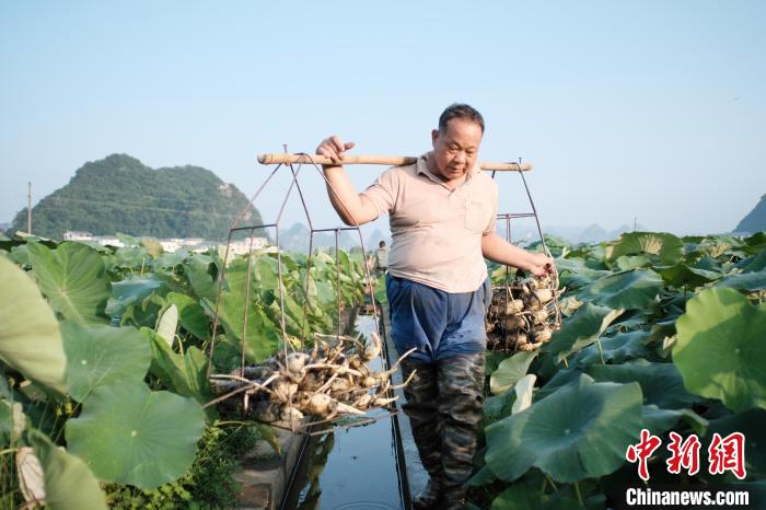 Cidade de raízes de lótus recebe temporada de colheita, no sul da China