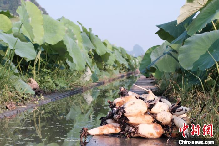 Cidade de raízes de lótus recebe temporada de colheita, no sul da China