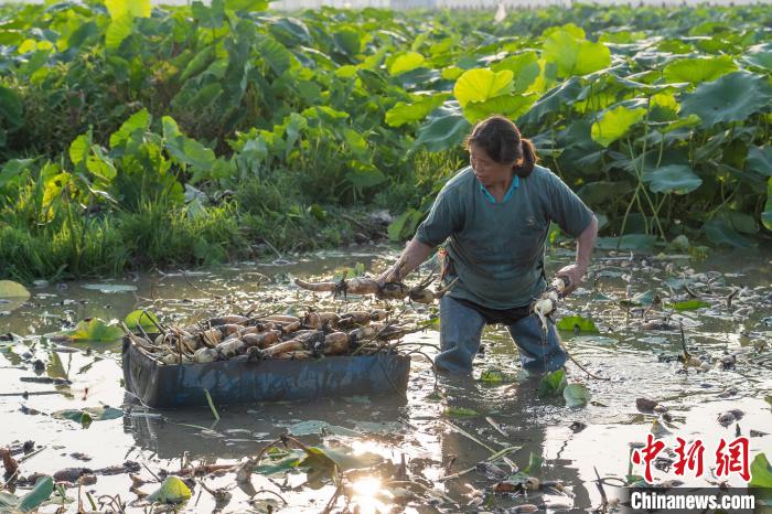 Cidade de raízes de lótus recebe temporada de colheita, no sul da China