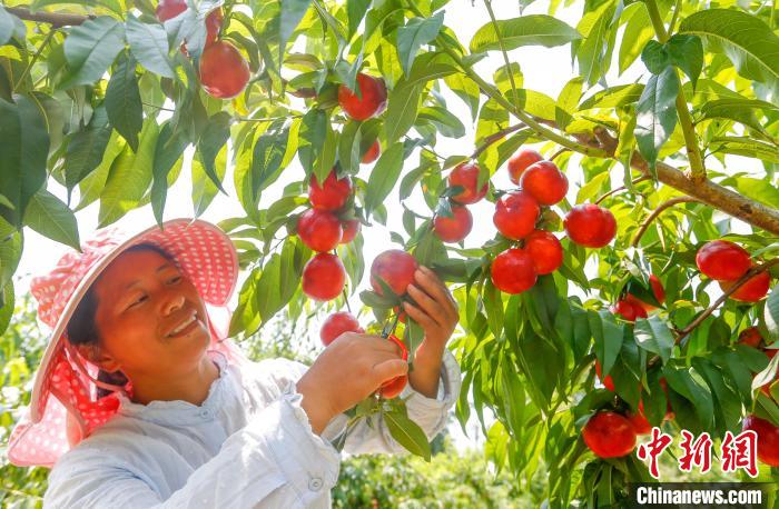 Província chinesa de Anhui inicia safra de nectarinas do início de verão