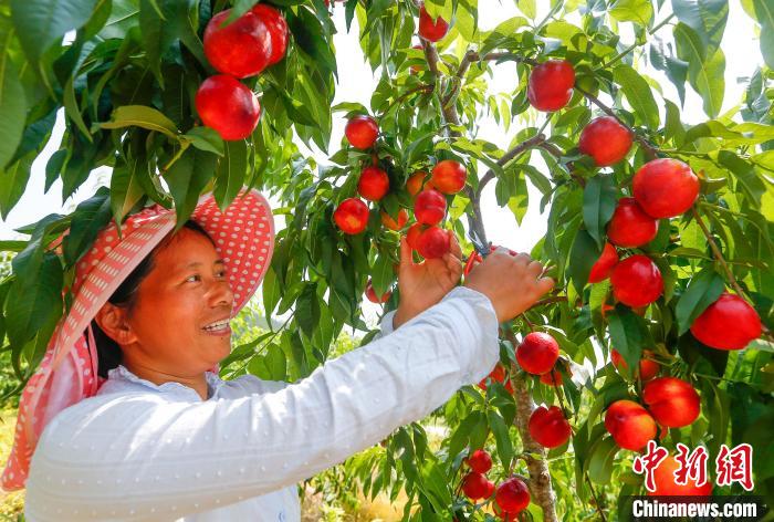 Província chinesa de Anhui inicia safra de nectarinas do início de verão