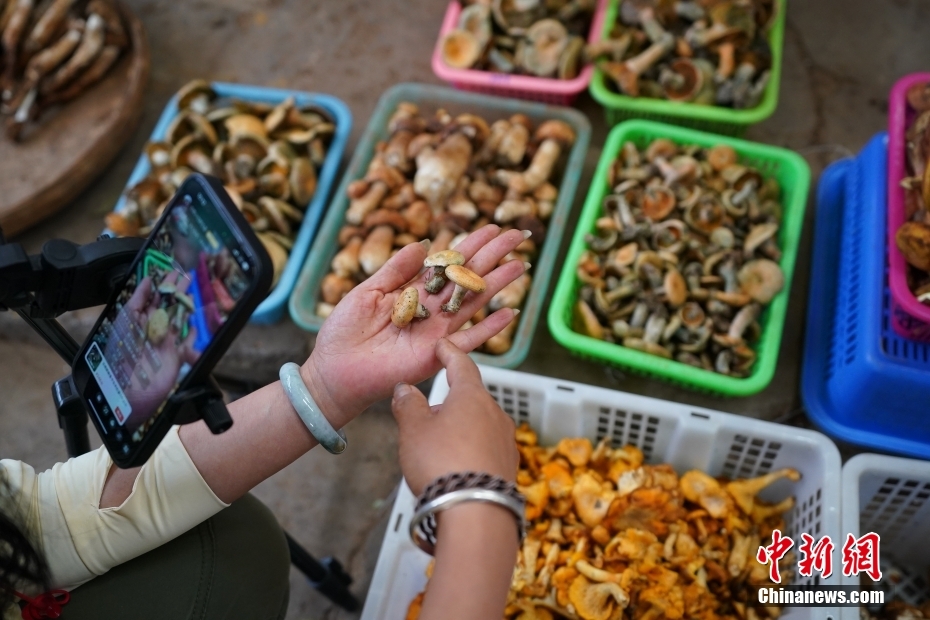 Yunnan inicia temporada de consumo de cogumelos