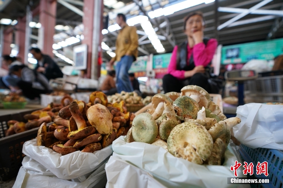 Yunnan inicia temporada de consumo de cogumelos