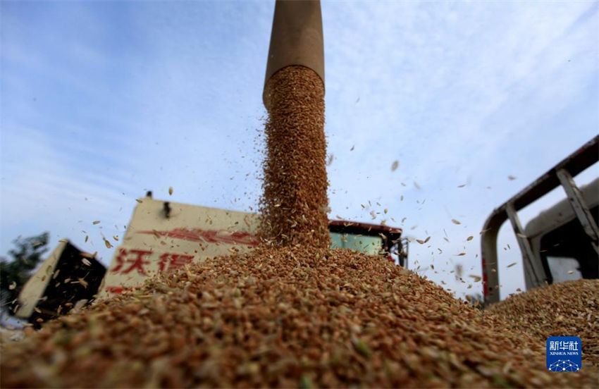 China: muitos lugares estão ocupados com colheita de trigo