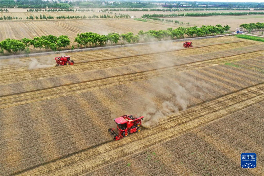 China: muitos lugares estão ocupados com colheita de trigo