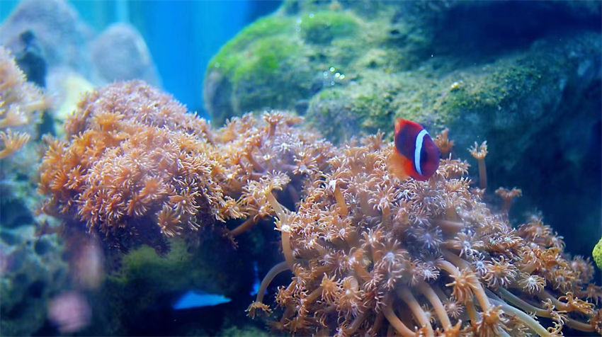 Dia Mundial dos Oceanos: recife de coral de Xuwen com classificação máxima de preservação ecológica