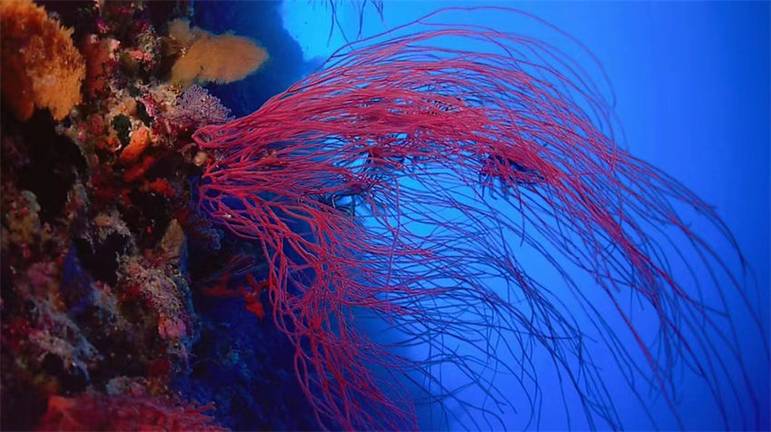 Dia Mundial dos Oceanos: recife de coral de Xuwen com classificação máxima de preservação ecológica