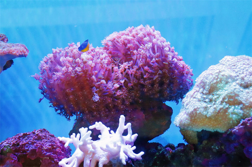 Dia Mundial dos Oceanos: recife de coral de Xuwen com classificação máxima de preservação ecológica