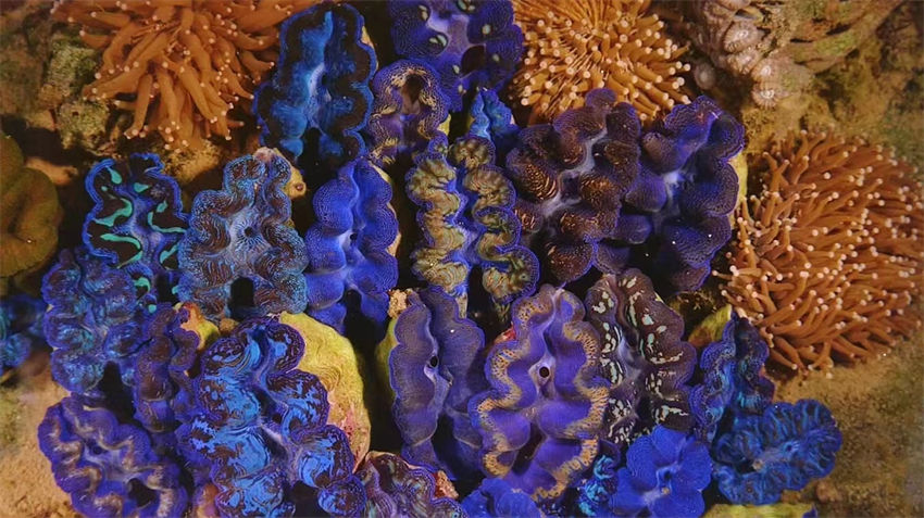 Dia Mundial dos Oceanos: recife de coral de Xuwen com classificação máxima de preservação ecológica