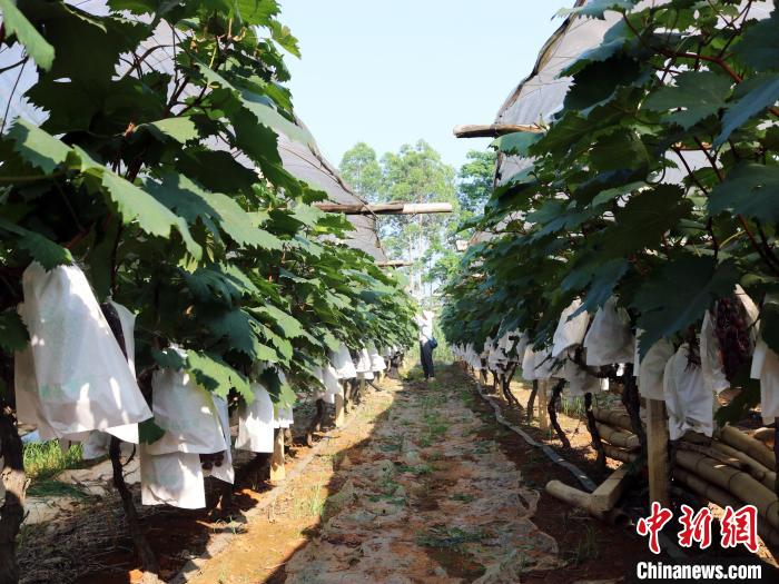 Guangxi inicia colheita de uvas