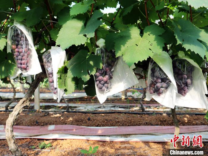 Guangxi inicia colheita de uvas