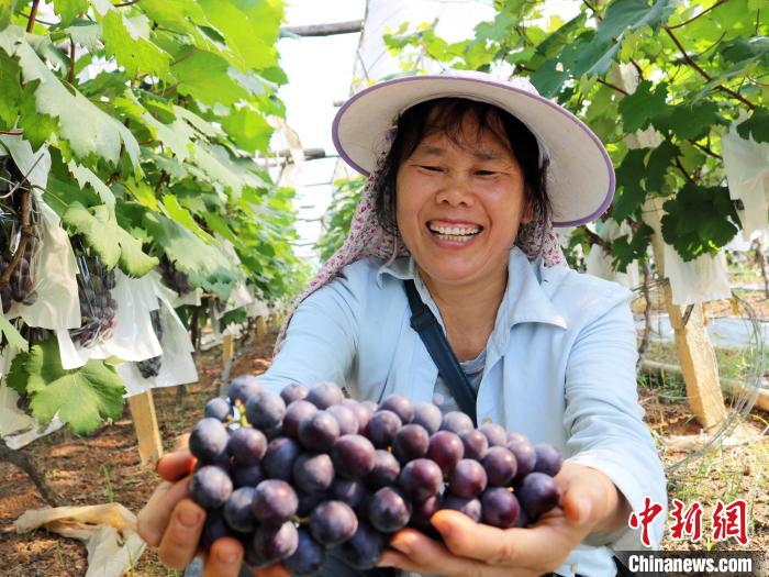 Guangxi inicia colheita de uvas