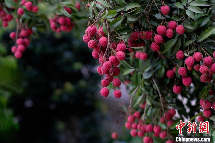 Guangxi dá início ao período da colheita de lichia