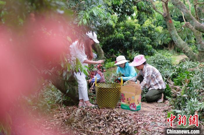 Guangxi dá início ao período da colheita de lichia