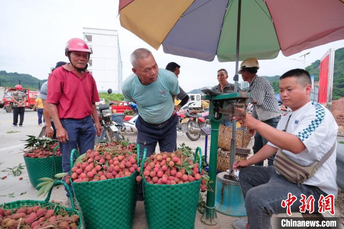 Guangxi dá início ao período da colheita de lichia