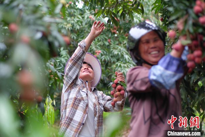 Guangxi dá início ao período da colheita de lichia