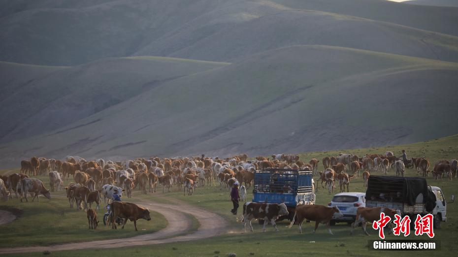 Galeria: pastagens de Ar Horqin iniciam périodo de transumância de verão, norte da China