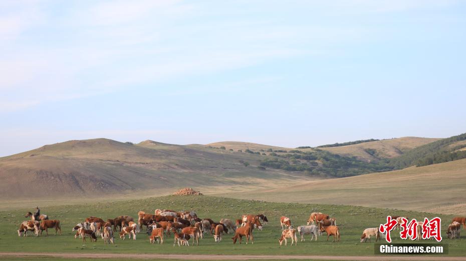 Galeria: pastagens de Ar Horqin iniciam périodo de transumância de verão, norte da China