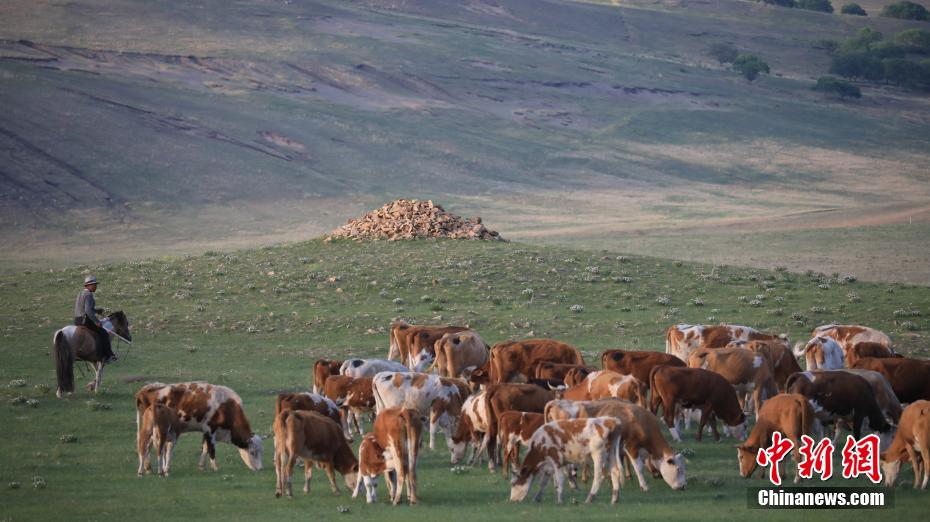 Galeria: pastagens de Ar Horqin iniciam périodo de transumância de verão, norte da China