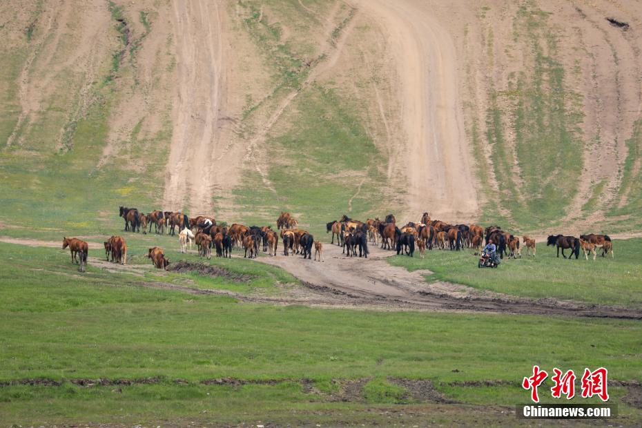 Galeria: pastagens de Ar Horqin iniciam périodo de transumância de verão, norte da China