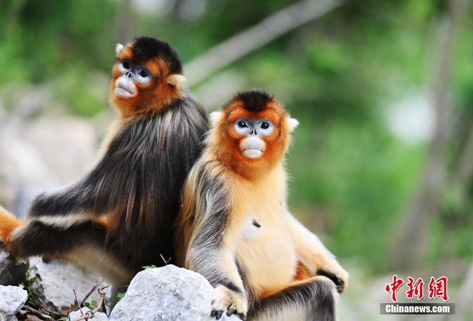 Galeria: macacos dourados de nariz arrebitado