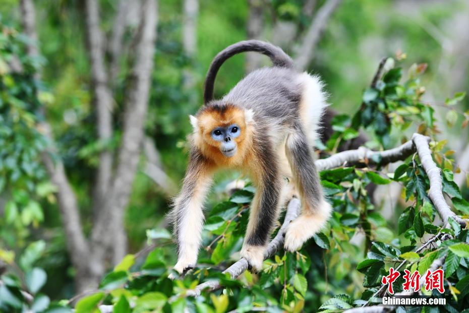 Galeria: macacos dourados de nariz arrebitado