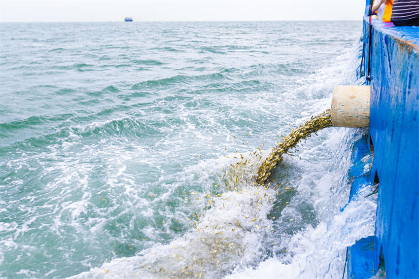 Mais de 13 milhões de peixes foram soltos no Mar da China Oriental