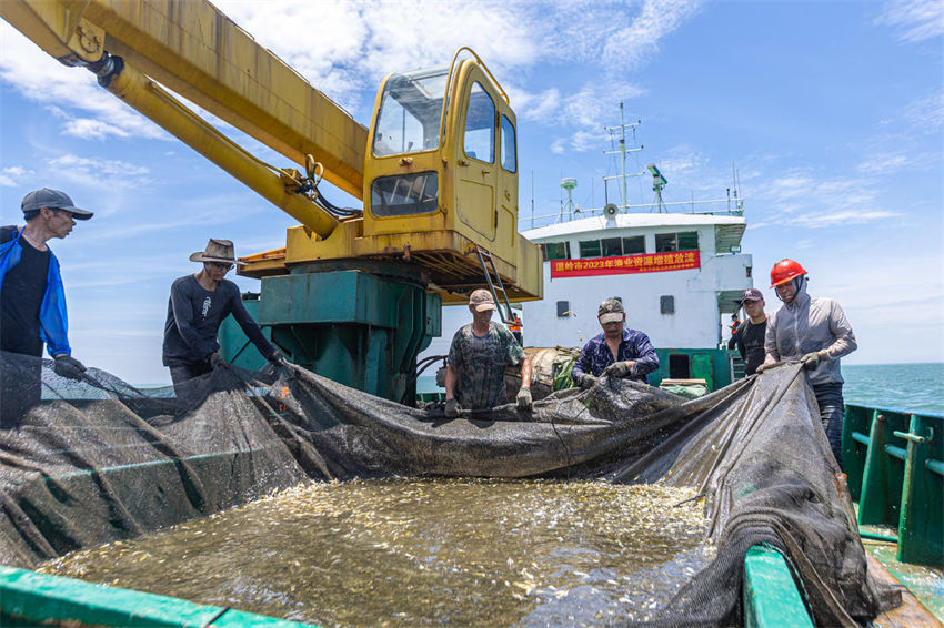 Mais de 13 milhões de peixes foram soltos no Mar da China Oriental