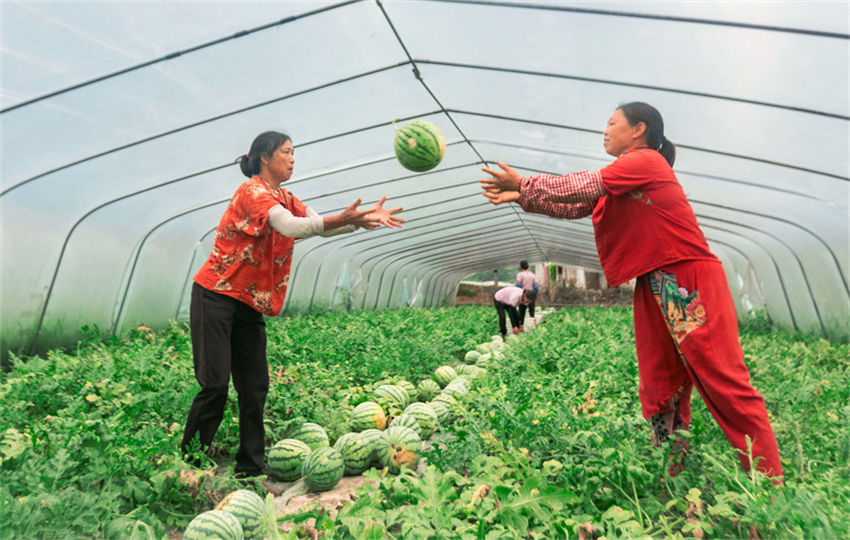 Safra abundante de melancias chega em Jiangxi, leste da China