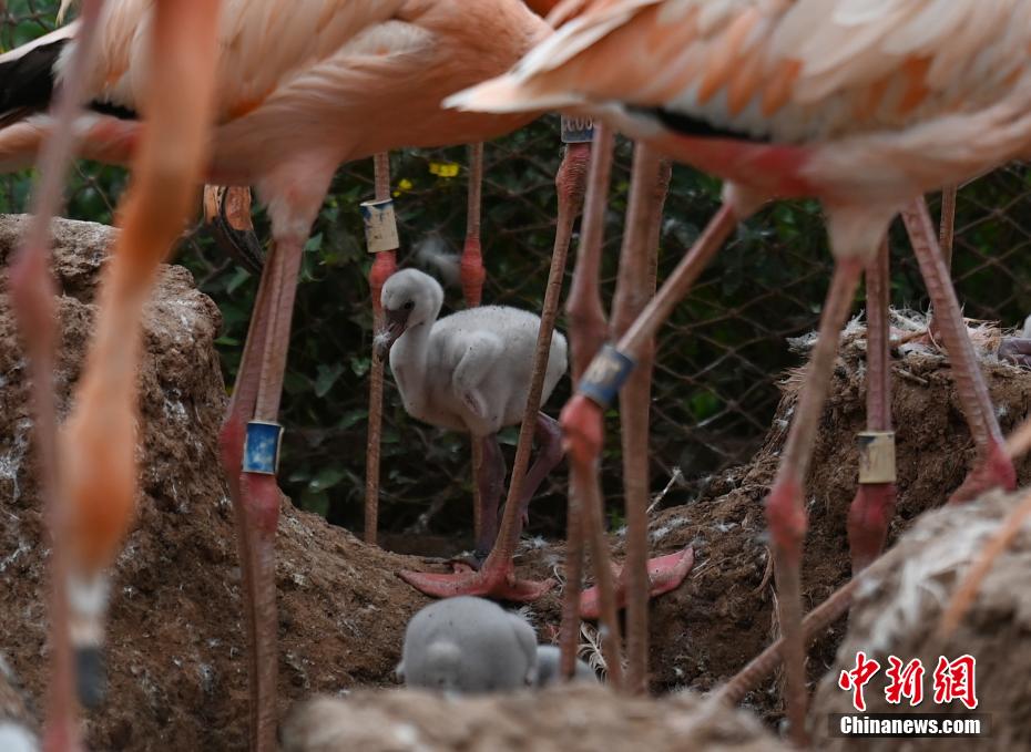 Galeria: flamingos vivem no jardim zoológico no nordeste da China