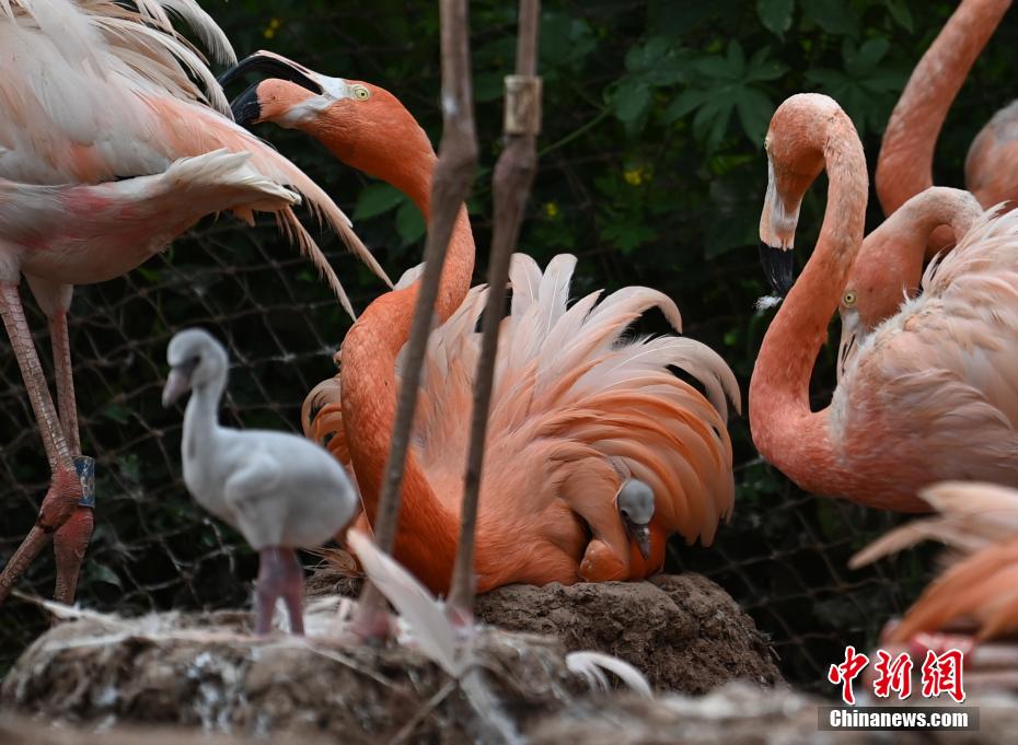 Galeria: flamingos vivem no jardim zoológico no nordeste da China