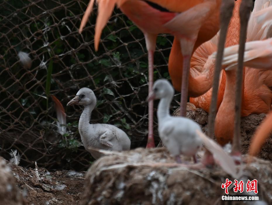 Galeria: flamingos vivem no jardim zoológico no nordeste da China