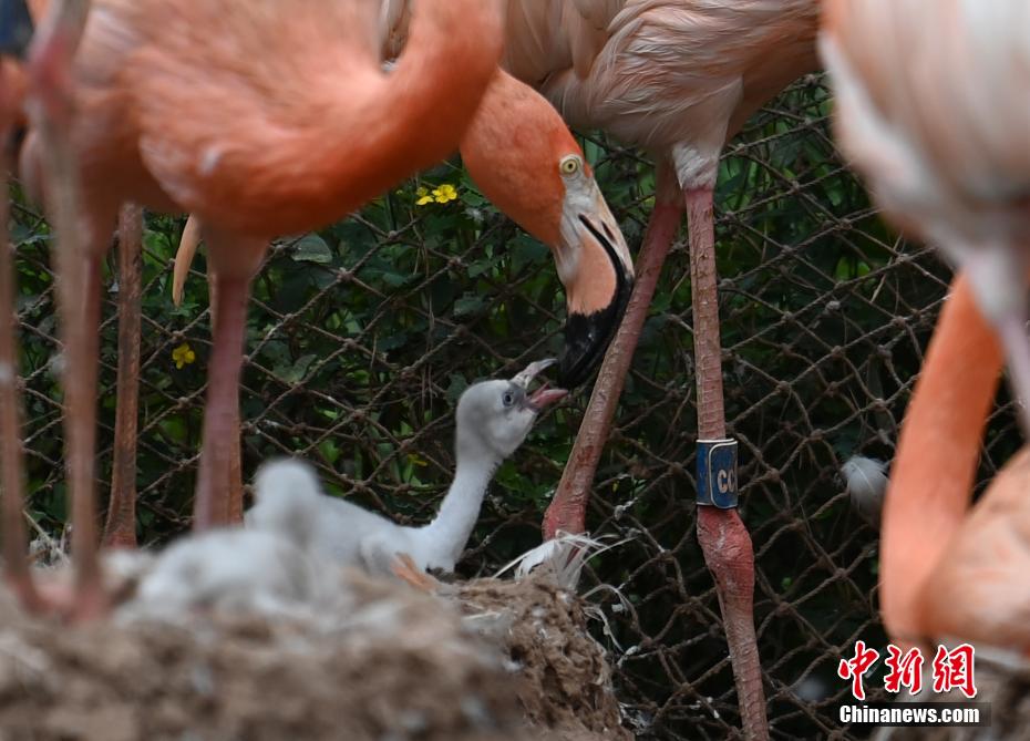 Galeria: flamingos vivem no jardim zoológico no nordeste da China