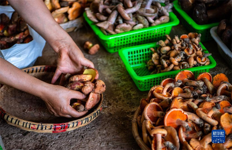 Yunnan inicia temporada de consumo de cogumelos silvestres