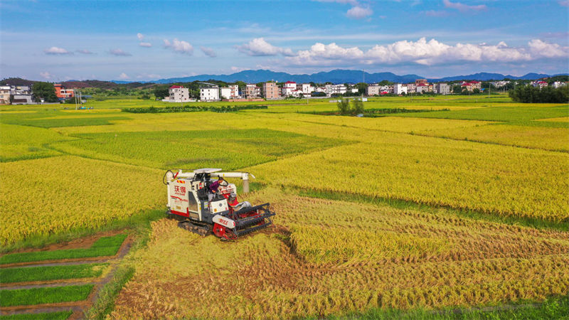 Jiangxi inicia temporada de colheita de arroz