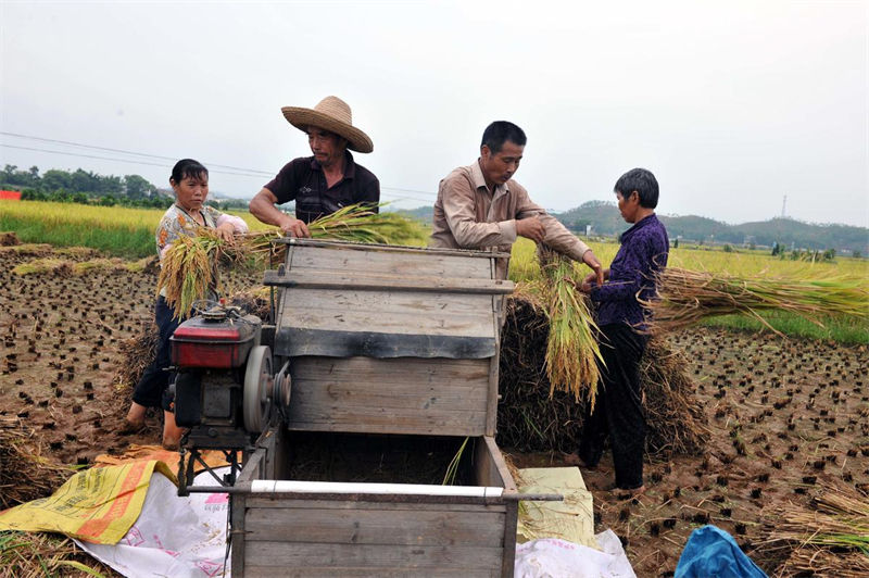 Jiangxi inicia temporada de colheita de arroz