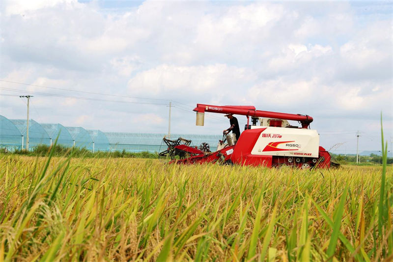 Jiangxi inicia temporada de colheita de arroz